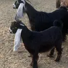 معزا