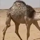 قعود مفرود قعدان مفاريد حشو مفرود حشو مفاريد