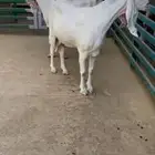 دفيع فحص سنار