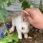 ارنبين للبيع