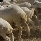 رخال رفيدي هجين حري العدد 75 محصنه وحالتها الصحيه ممتازه