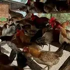 دجاج بلدي بياض