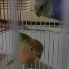 تم البيع خمس فروخ روز مفطومه