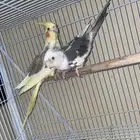 جوز كروان هولندي