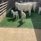 معزا مشاريك