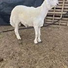طلي حري صنف وبره قطنيه راس ملكي ..