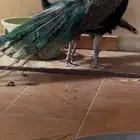 طاووس