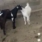 تيوس للبيع