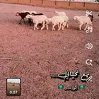 حري طليان ضحايا
