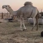 بعير رماني