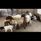 غنم نعيم مطافيل اتوام