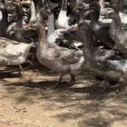 وز حجم جامبو منتج