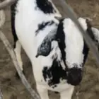 عنقان للبيع