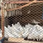 حمام فرنسي سوبر جامبو