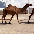 القصيم