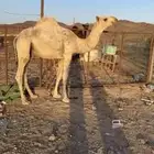 قعود مفرود يحقق طيب الى يبي فحل ولاقصب