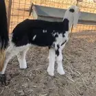 رخل نجديه داغور ترضع شرط شرق الدوادمي