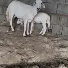 رخل سنها ثنية تحتها رخل انثى رايم وديسها سليم على الشرط