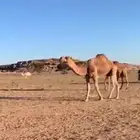 للبيع القعود الكفووو