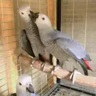 فروخ كاسكو