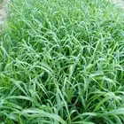 مطلوب علف بونيكام