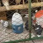 حمام قطايف وقلاب كوره