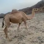 ناقه سن لقوح