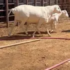 خروف هجين دوربر جرم
