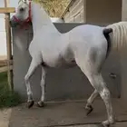 حصان واهو