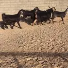 معزا دفيع بفحلها بلديات كفو