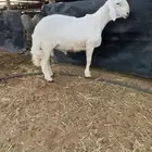 طلي حري صنف ونادر لهواة الزين ..