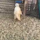 رخل ذبيحه