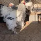 طقم براهما كولمبي صنف دم صافي للبيع