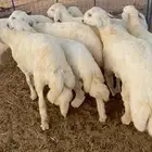 خرفان حريه للبيع