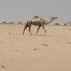 لقحه حمراء طيبه لها في القاح 6 شهور