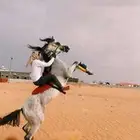 حصان سبوق