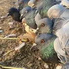 حمام سوادي بري للصقور