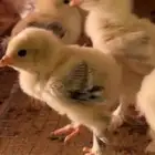 صوص   صيصان براهما كولمبي كونك مستويات