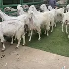 العدد 10 معزا مطورات