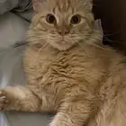 قطة مفقودة