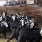 تيوس وجفار عوارض ذبايح بريه