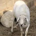 فحل ضان مشروط