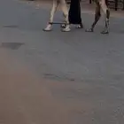 فحل حمر مشروط وسليم للبيع