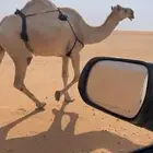 ظريبه شقحاء