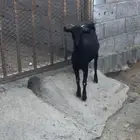 عناق بلدية للبيع