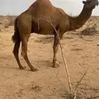 بعير فحل ع كافه الشروط صور انتاجه موجوده