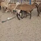 سواكني حمري مرابي فل الفل 980 ريال