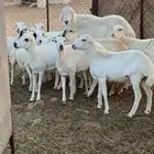 البيع رفيد رخال