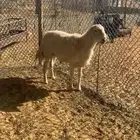 خروف حري صنف
