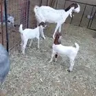 عنز هولنديه معها جفرتين